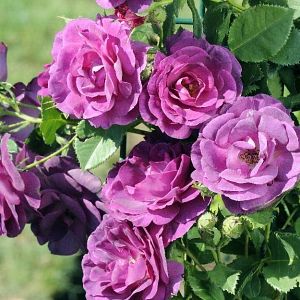 Rosier Audacieuse®