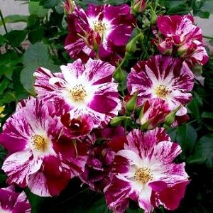 Rosier Purple Splash®