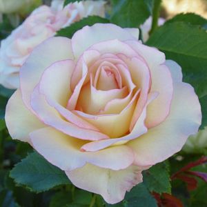 Rosier Perfume Kisses®