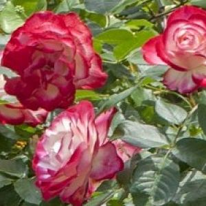 Rosier Jubilee du Prince de Monaco®