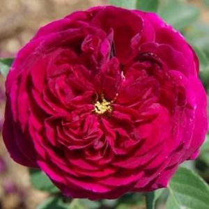 Rosier Falstaff®