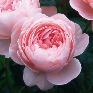Rosier Queen of Sweden®