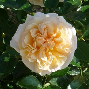 Rosier Amber Voluptia®