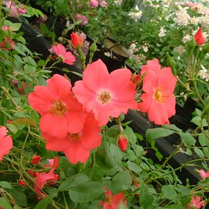 Rosier Douceur Normande®