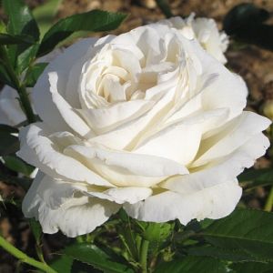Rosier Elvis®