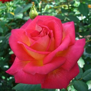 Rosier Yvette Horner®