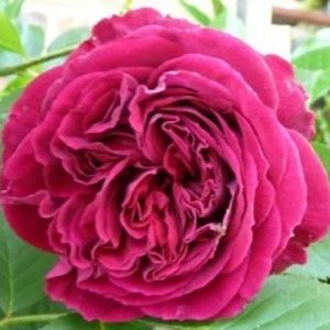 Rosier Parfum de Honfleur®