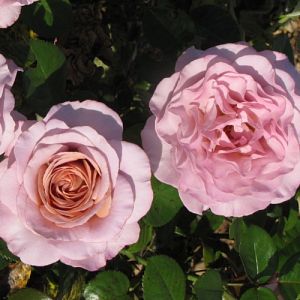 Rosier Blue Girl®