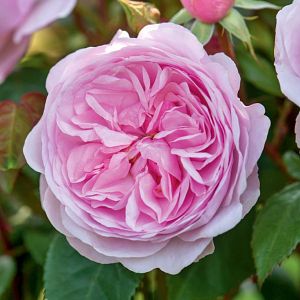 Rosier Olivia Rose Austin®