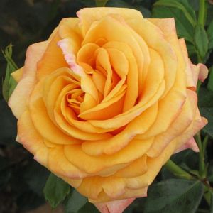Rosier Amber Flush®