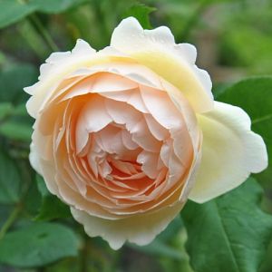 Rosier Wollerton Old Hall®