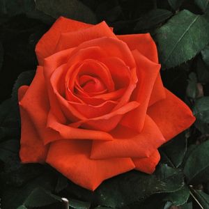 Rosier Super Star®