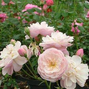 Rosier Rose Delacroix®