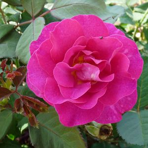 Rosier Miss Magenta®