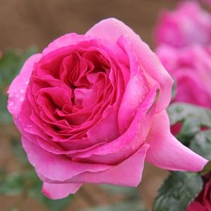 Rosier Bernadette Lafont®