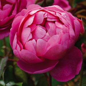Rosier Royal Jubilee®