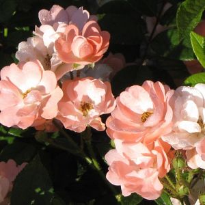 Rosier Souvenir d'Adolphe Turc