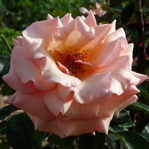 Rosier Pacco Rabanne®