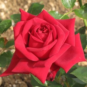 Rosier Ingrid Bergman®