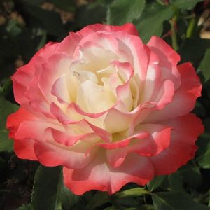 Rosier Carmagnole®