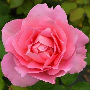 Rosier Tiffany