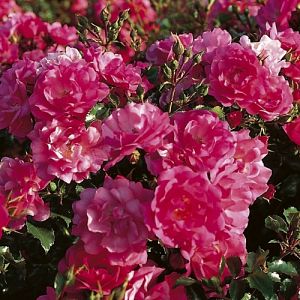 Rosier Emera Grimpant®