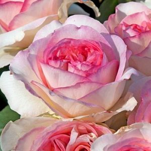 Rosier Boreale®