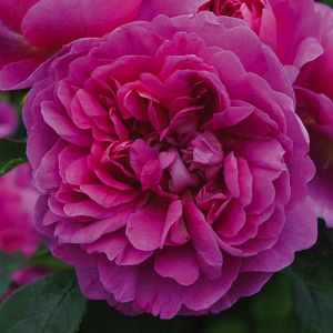 Rosier Princess Anne®