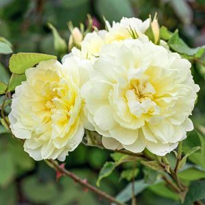 Rosier Imogen®