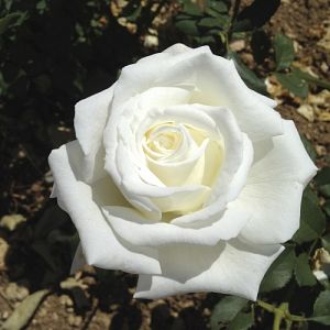 Rosier Pape Jean-Paul II®