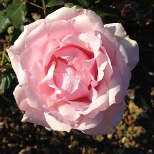 Rosier Louise Pommery®