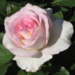 Rosier Moonstone®