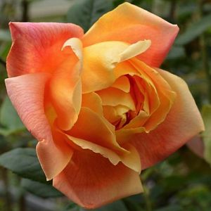 Rosier Sutter's Gold