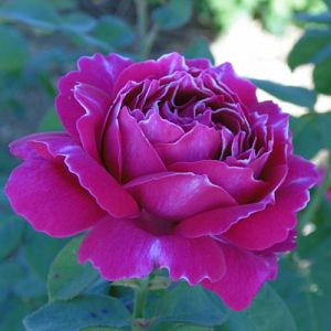 Rosier Baron Girod de l'Ain®