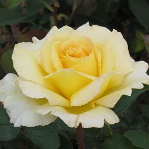 Rosier Mélissa®
