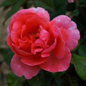 Rosier Special anniversary®