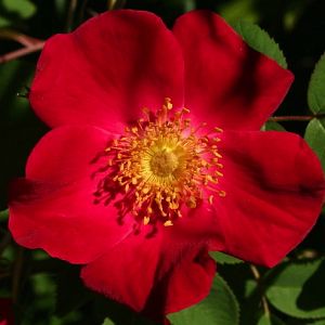 Rosier Scharlachglut