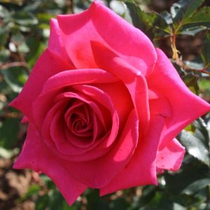 Rosier Royal Rose®