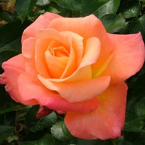 Rosier Saga®