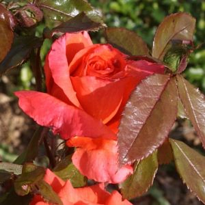 Rosier Anne Vanderlove®