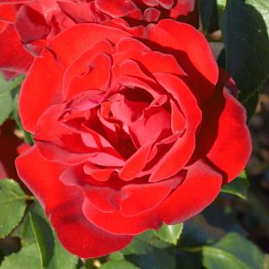 Rosier Soir d'été®