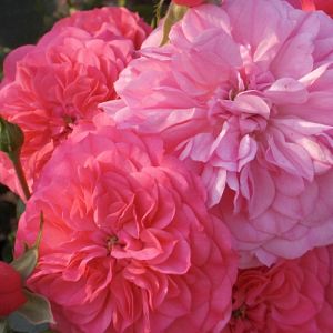 Rosier Sylvie fille du feu®