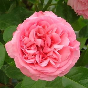 Rosier Nahéma
