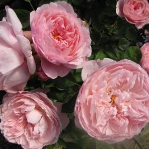 Rosier The Alnwick Rose®