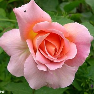 Rosier Astrée