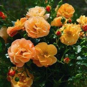 Rosier Calizia®