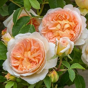 Rosier Bathsheba Rambler®