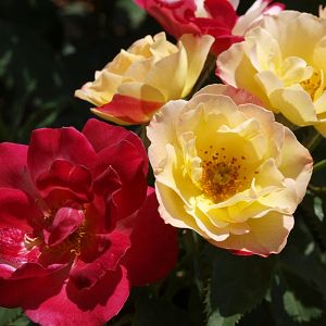 Rosier Quinte Flush®