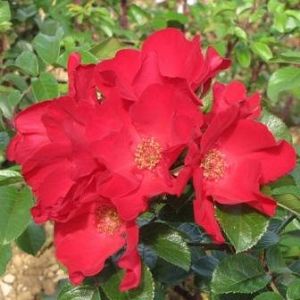 Rosier Robusta®