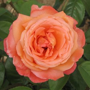 Rosier Eclat de Haute Bretagne®